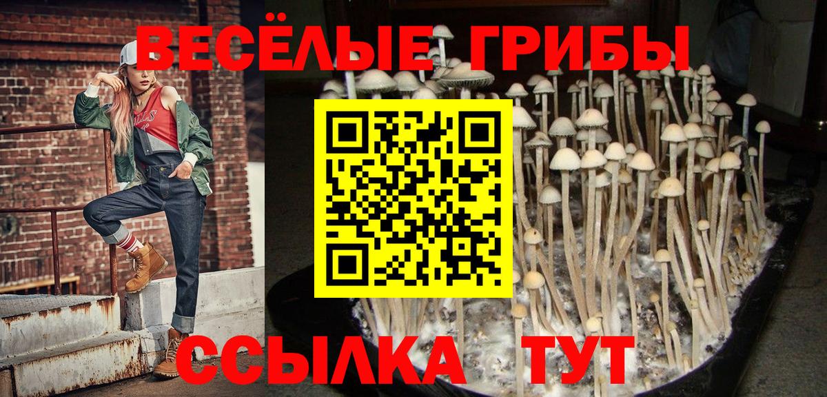Чусовой  купить   Вход с VPN  Галлюциногенные грибы Cubensis 